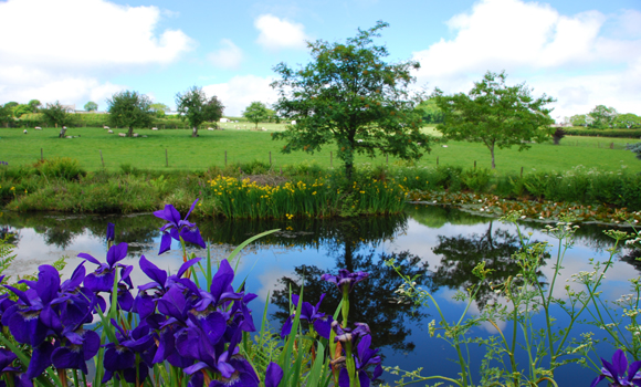 Landscaped pond