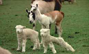 Lambs and llamas