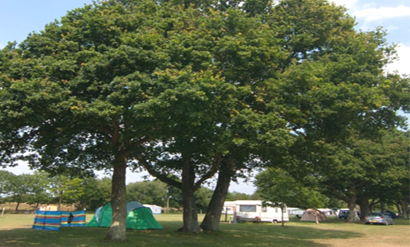 Pitches by the trees