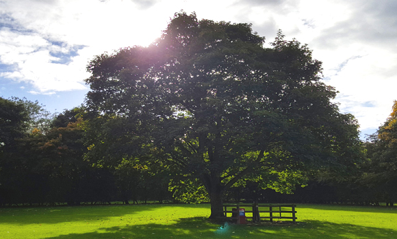 Tree at sunset