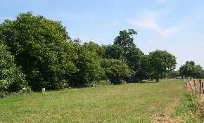 Main field