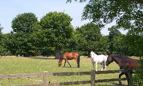 Horses