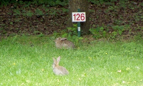 Rabbits on site