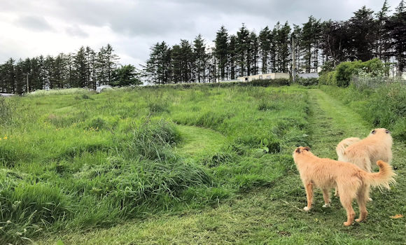 Dogs in field