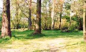 Woodland walk