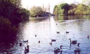 Ducks on lake