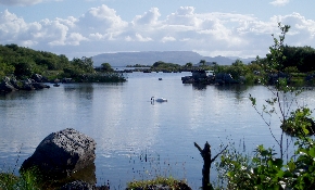 Swans on the lough