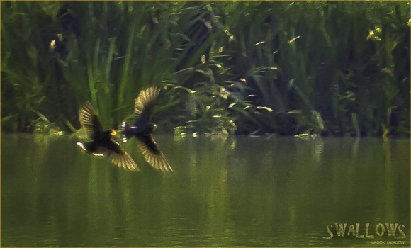 Swallows over lake