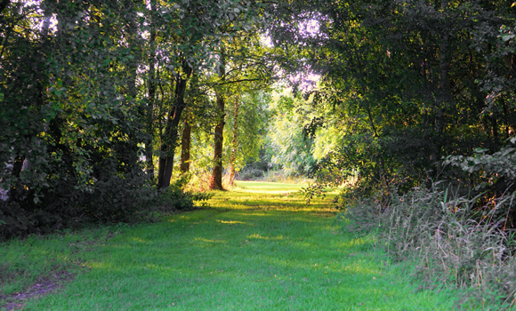 Forest walk