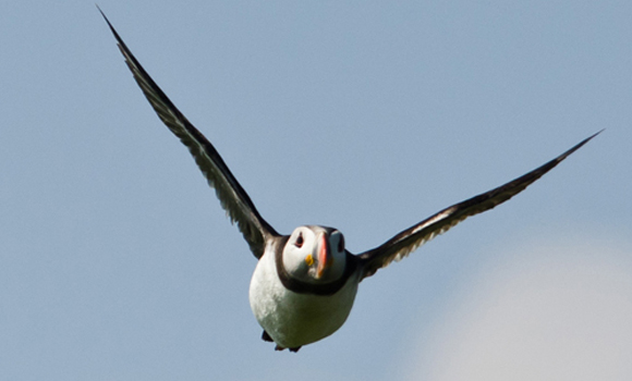 Puffin