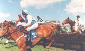 Horses over the jumps